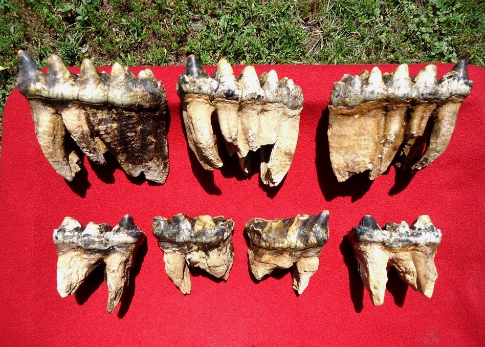 Incredible Associated Set of Mastodon Teeth